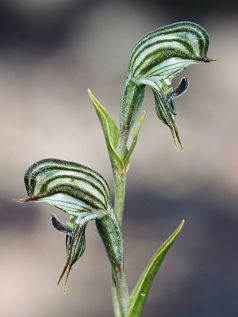 Frog Greenhood (Pterostylis sargentii)