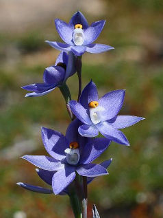 Granite Sun Orchid (Thelymitra petrophila) Granite Sun Orchid (Thelymitra petrophila)