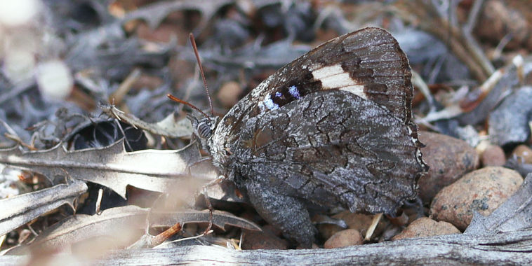 Large Bronze Azure (Ogyris idmo) Large Bronze Azure (Ogyris idmo)