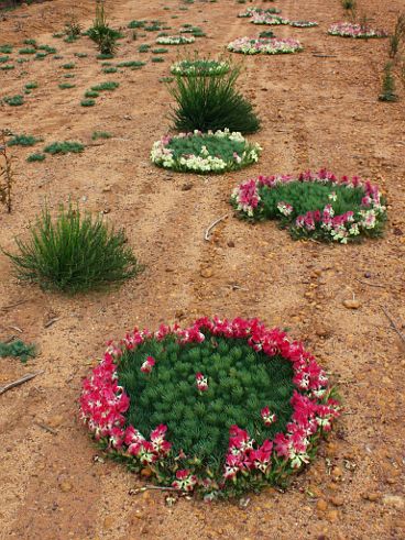 Wreath Flower (Lechenaultia macrantha) Wreath Flower (Lechenaultia macrantha)