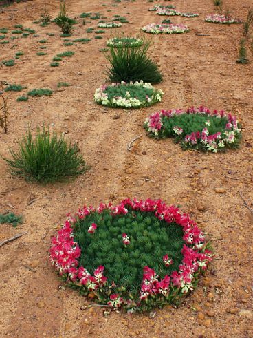 Wreath Flower (Lechenaultia macrantha)