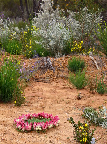 Wreath Flower (Lechenaultia macrantha) Wreath Flower (Lechenaultia macrantha)