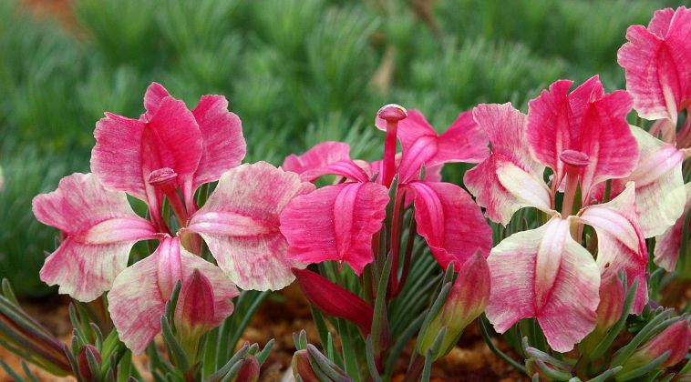Wreath Flower (Lechenaultia macrantha) Wreath Flower (Lechenaultia macrantha)