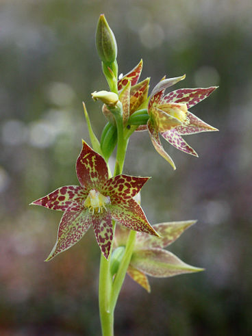 Leopard Orchid (Thelymitra benthamiana) Leopard Orchid (Thelymitra benthamiana)