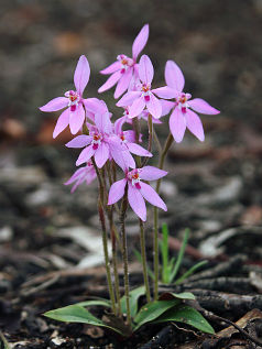 Little Pink Fairy Orchid (Caladenia reptans) Little Pink Fairy Orchid (Caladenia reptans)