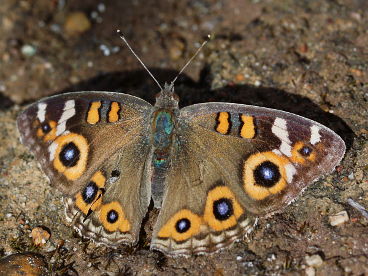 Meadow Argus (Junonia villida) Meadow Argus (Junonia villida)