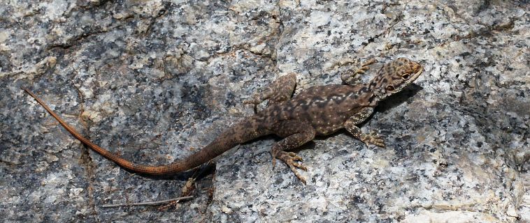 Ornate Dragon (Ctenophorus ornatus)