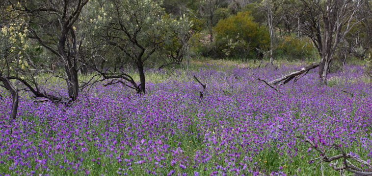 Paterson’s Curse (Echium plantagineum) Paterson’s Curse (Echium plantagineum)