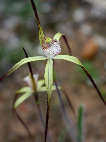 Primrose Spider Orchid (Caladenia xantha) Primrose Spider Orchid (Caladenia xantha)