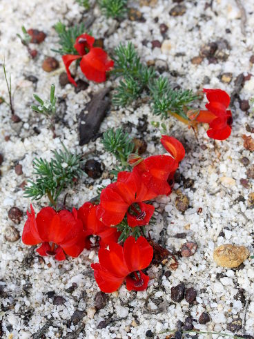 Red Leschenaultia (Lechenaultia formosa) Red Leschenaultia (Lechenaultia formosa)