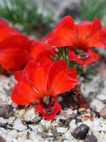 Red Leschenaultia (Lechenaultia formosa) Red Leschenaultia (Lechenaultia formosa)