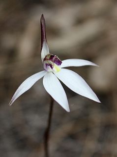 Sugar Orchid (Ericksonella saccharata) Sugar Orchid (Ericksonella saccharata)