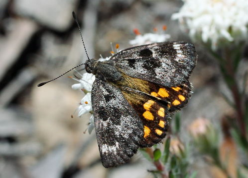 Sun Moth (Synemon sp. ‘Perth’ complex) Sun Moth (Synemon sp. ‘Perth’ complex)