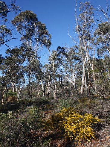 Open woodland in the western Wheatbelt Open woodland in the western Wheatbelt