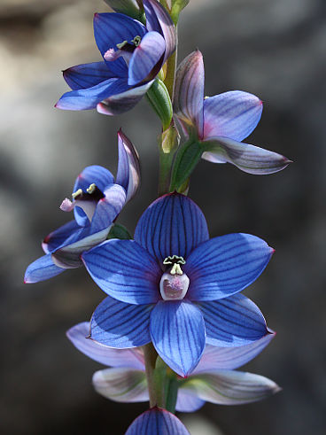 Wandoo Sun Orchid (Thelymitra latiloba) Wandoo Sun Orchid (Thelymitra latiloba)