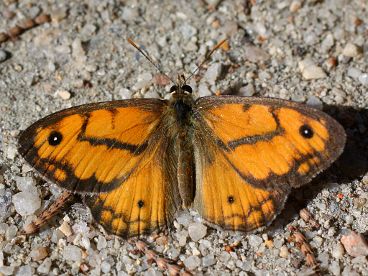 Western Xenica (Geitoneura minyas) Western Xenica (Geitoneura minyas)