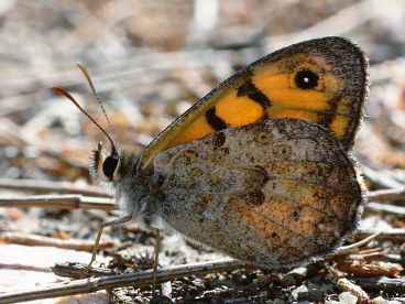 Western Xenica (Geitoneura minyas)