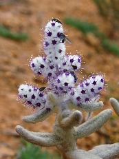 Lambs’ Tails (Lachnostachys verbascifolia) Lambs’ Tails (Lachnostachys verbascifolia)