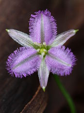 Fringe Lily (Thysanotus sp.) Fringe Lily (Thysanotus sp.)