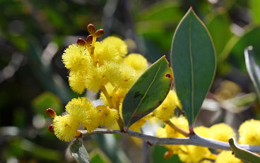 Glowing Wattle (Acacia celastrifolia) Glowing Wattle (Acacia celastrifolia)