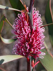 Grass Leaf Hakea (Hakea multilineata) Grass Leaf Hakea (Hakea multilineata)