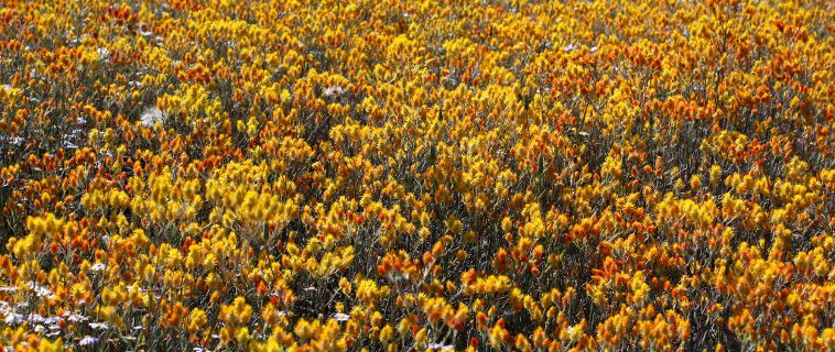 Orange Immortelle (Waitzia acuminata)