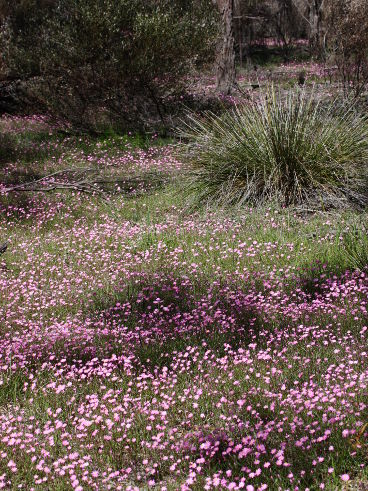 Mangles’ Everlasting (Rhodanthe manglesii) Mangles’ Everlasting (Rhodanthe manglesii)