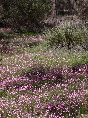 Unidentified wildflower