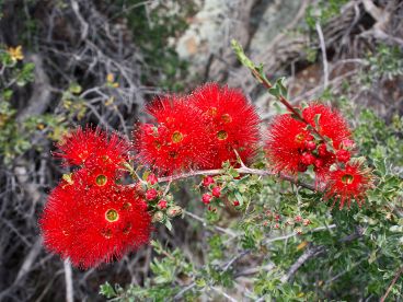 Granite Kunzea (Kunzea pulchella) Granite Kunzea (Kunzea pulchella)