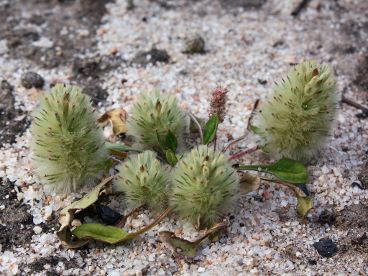 Pussy Tails (Ptilotus spathulatus) Pussy Tails (Ptilotus spathulatus)