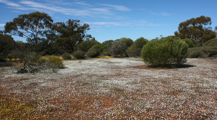 Wildflowers