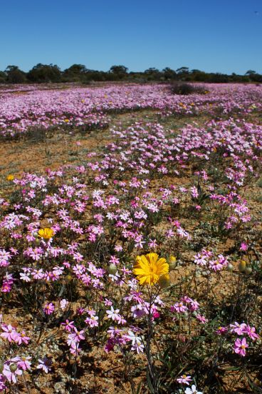 Wildflowers