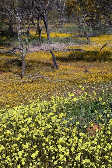 Wildflowers