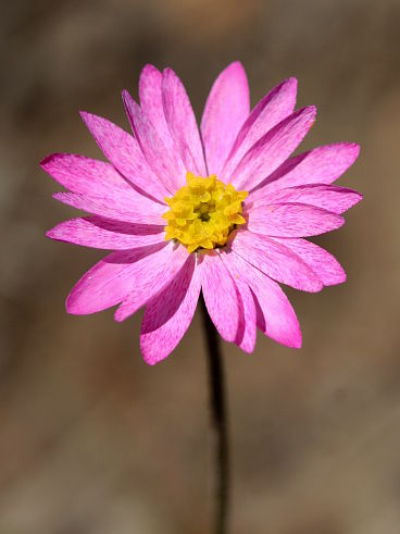 Mangles’ Everlasting (Rhodanthe manglesii) Mangles’ Everlasting (Rhodanthe manglesii)