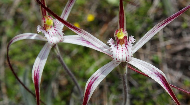 Talbot’s Spider Orchid (Caladenia pendens subsp. talbotii) Talbot’s Spider Orchid (Caladenia pendens subsp. talbotii)