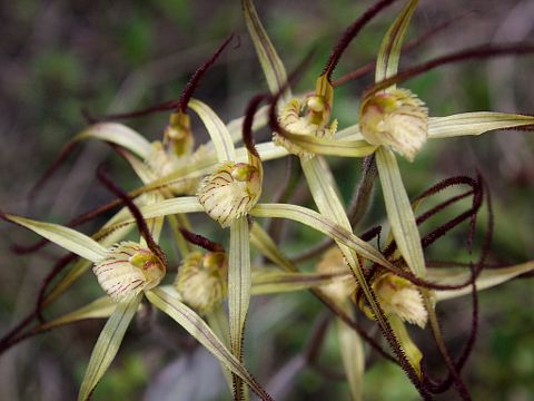 Unidentified Wispy Spider Orchid (Caladenia sp.) Unidentified Wispy Spider Orchid (Caladenia sp.)