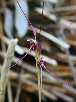 Acianthus caudatus