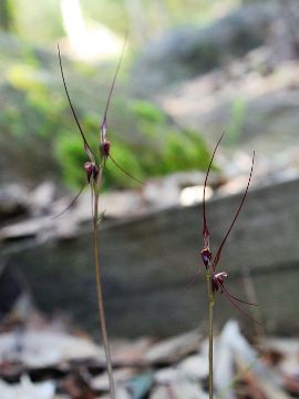 Acianthus caudatus Acianthus caudatus