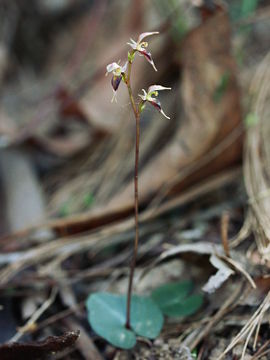 Acianthus exsertus