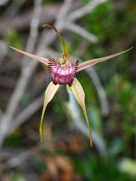 Caladenia applanata