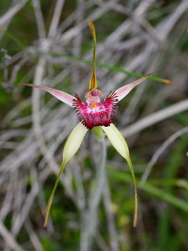 Caladenia applanata