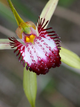 Caladenia applanata