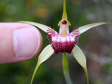 Caladenia applanata