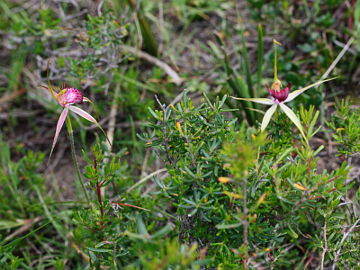 Caladenia applanata