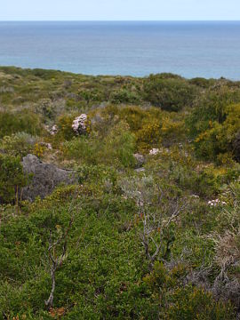 Caladenia applanata