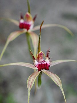 Caladenia arenicola