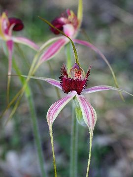 Caladenia arenicola