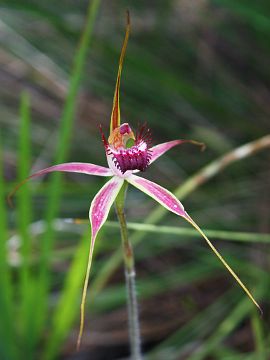 Caladenia arenicola