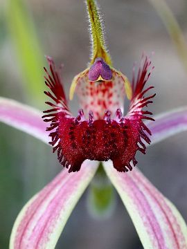 Caladenia arenicola