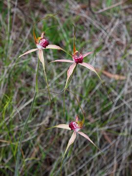 Caladenia arenicola